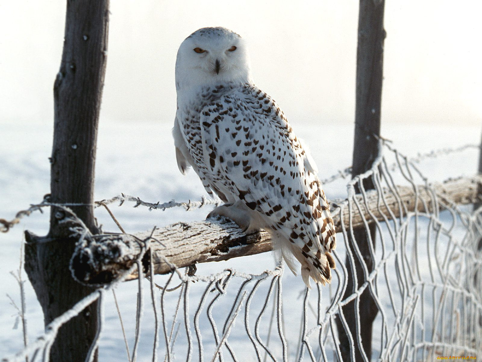 white, winter, owl, rocky, mountains, , 